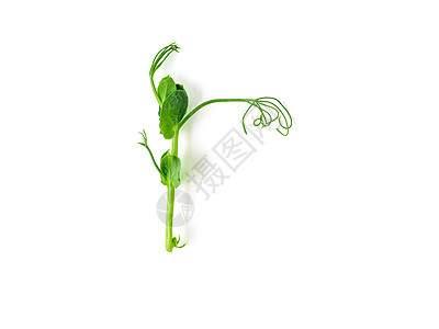 白上孤立的花生豆绿色植物健康饮食食物蔬菜叶子饮食宏观高架生食青豆图片