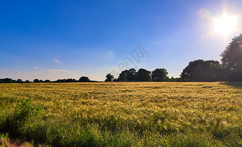 金麦田和日落天空 在农业园林的景观上浪漫农村土地大麦生长收成种子牧场谷物农场图片