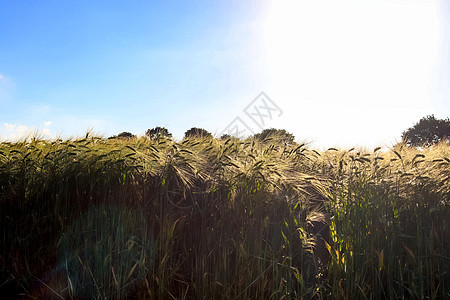 金麦田和日落天空 在农业园林的景观上季节日出农场食物自由农田小麦植物玉米国家图片