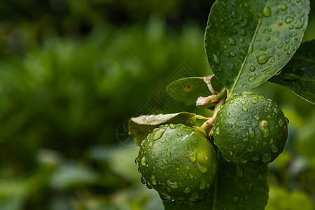 淡水绿石灰上的水滴热带花园树叶食物柠檬叶子收成植物蔬菜晴天图片