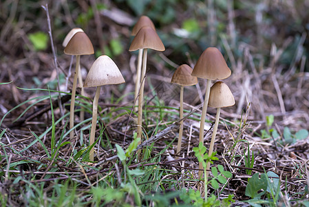 出生在木林中的野生蘑菇家庭森林植物群菌类叶子烹饪植物荒野蔬菜盘子厨房图片