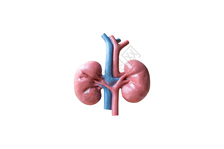 白色背景的人类肾脏解剖模型功能生理癌症科学动脉豆形药品疾病器官移植图片