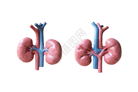白色背景的人类肾脏解剖模型生理器官生物学医疗疾病石头透析移植科学豆形图片