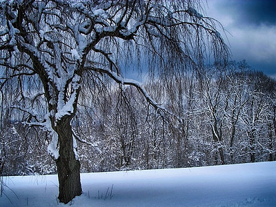 冬树日落地平线阴影公园风景场地植物雪景天空场景图片