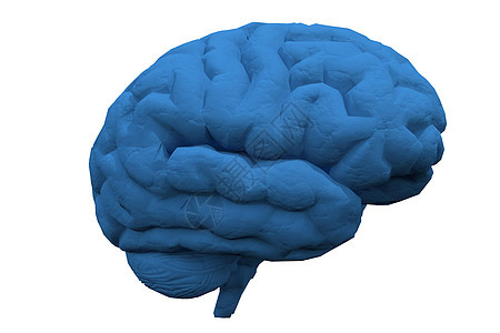 脑头脑知识思维想像力智力蓝色创造力小脑白色学习图片