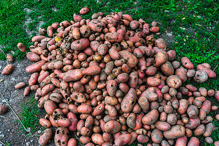 新鲜有机土豆和脏土豆 收割干旱栽培失败土地收成食物营养土壤农民场地植物图片