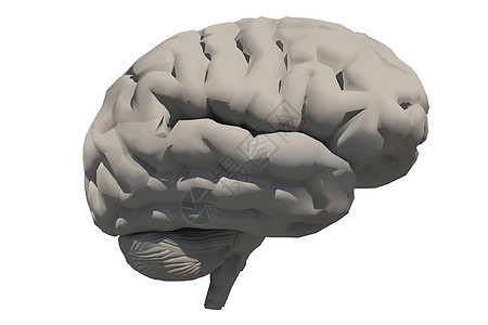 人脑智力智慧头脑白色知识学习洞察力小脑功能心理学图片