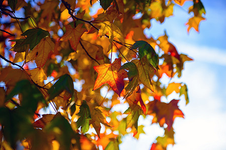 色彩多彩的秋叶黄色枫叶季节性森林季节落叶背景树叶叶子蓝天图片