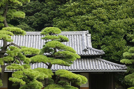 日本 东京东京皇宫天门屋顶东门 从树上看到建筑地方树木瓦片房顶文化外观历史性纪念碑建筑学图片