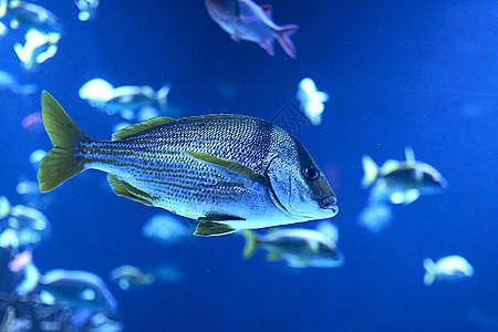 金鳍鱼在海中游泳浮潜海洋荒野生物学旅行冒险环境钓鱼热带潜水图片