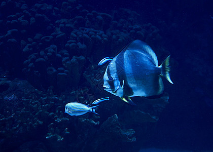 金鳍鱼在海中游泳钓鱼潜水浮潜海洋探索海景生物学荒野阳光呼吸管图片