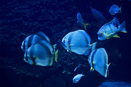 金鳍鱼在海中游泳环境团体潜水员科学钓鱼水族馆野生动物浮潜旅行冒险图片