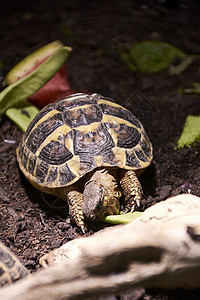 小乌龟食用植物乌龟贝壳土地巨龟蔬菜动物群旅行沙拉青菜宠物图片