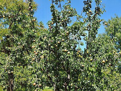 夏季的梨树上满是水果阴影花园食物果树草地用户宏观叶子天堂收成图片