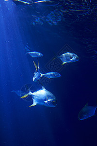 金鳍鱼在海中游泳呼吸管野生动物潜水阳光水族馆探索旅行海景场景环境图片