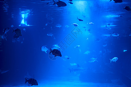 金鳍鱼在海中游泳旅行水族馆栖息地生物学动物探索潜水场景呼吸管荒野图片