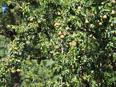 夏季的梨树上满是水果宏观叶子用户生长果树收成草地太阳天堂食物图片