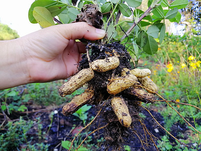 花生农业种植园图片