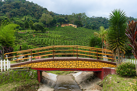 一座跨越山河的桥 到卡梅隆茶谷 马来西亚野生美人农田旅游人行道热带旅行建筑学小路岩石风景农业图片