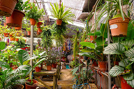 家用植物和花盆的商店 园艺农业栽培销售店铺农场空气植物群花园市场植物学图片