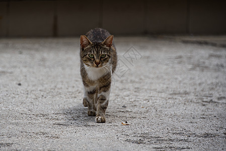 步行流浪猫 小雄猫宠物肖像图片