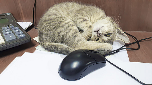 小猫咪在桌面上玩电脑鼠标 前景 用于拼图桌子眼睛婴儿老鼠小老虎青年女孩爪子快乐宠物图片