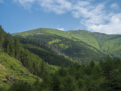 美丽的山景 有郁郁葱葱的绿草 云杉树 矮小的灌木松和秃顶的山峰 西塔特拉山 Rohace 斯洛伐克 夏日阳光明媚的日子 蓝天背景图片