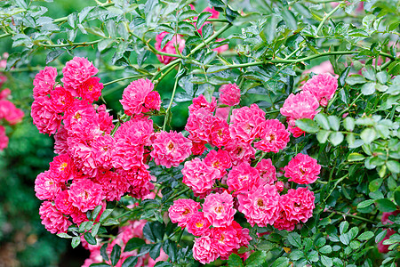 花朵粉红色的美丽鲜花 盛开在夏日花园里 紧贴近身图片