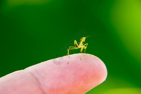 蚂蚁的喉咙 尼姆夫 昆虫生长天线荒野手指叶子动物螳螂脊椎动物益虫生态环境图片