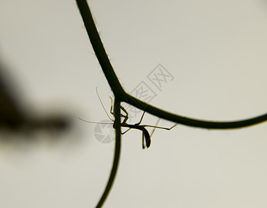 蚂蚁的喉咙 尼姆夫 昆虫生长脊椎动物猎物益虫叶子若虫捕食者生物学螳螂动物漏洞图片