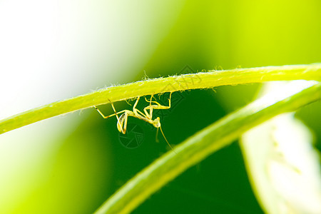 蚂蚁的喉咙 尼姆夫 昆虫生长害虫动物脊椎动物树叶宏观场地科学螳螂天线捕食者图片