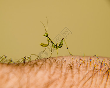 蚂蚁的喉咙 尼姆夫 昆虫生长动物叶子环境荒野生物学蠕虫若虫天线栖息手指图片