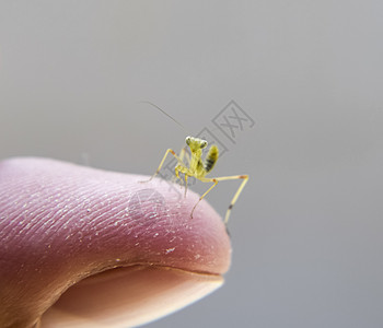 蚂蚁的喉咙 尼姆夫 昆虫生长生物学叶子猎物若虫场地天线植物捕食者蠕虫宏观图片