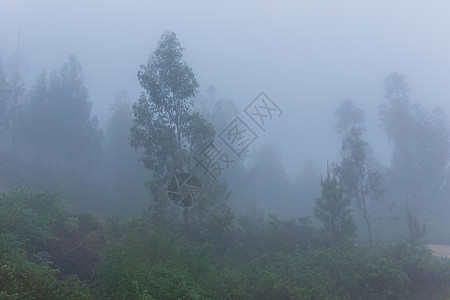 森林中的雾农村公园苔藓树木土地情绪天气薄雾阴影森林图片