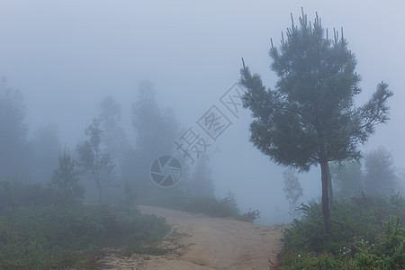 森林中的雾树木地面森林土地丛林环境叶子苔藓小路魔法图片