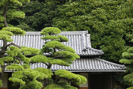 日本 东京东京皇宫天门屋顶东门 从树上看到地方建筑文化瓦片外观树木建筑学历史性房顶纪念碑图片
