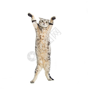 滑滑的美国短发猫站立跳舞图片