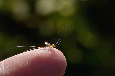 特写Mayfly坐在手指上图片