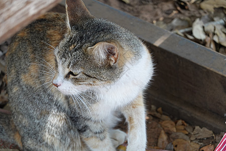 灰色和橙色猫哺乳动物猫科动物童年动物卡通片猫咪外套长发宠物毛皮图片