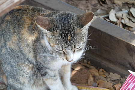 灰色和橙色猫长发童年外套冒充衣领动物猫咪晶须短发小猫图片