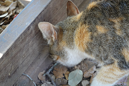 灰色和橙色猫动物爪子猫咪童年毛皮冒充哺乳动物短发长发晶须图片