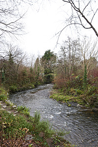 爱尔兰Kenmare的树木流森林自然天空溪流林地灰色绿色环境图片