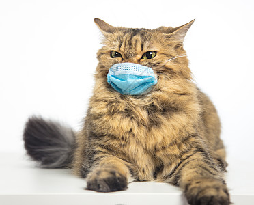 猫在医疗面具中紧绷 动物的防护面罩医疗卫生保健压力白色宠物保护眼睛医院灰色图片