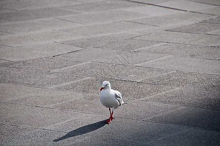 清除为白色海鸥鸟优雅地行走在水泥路面上自由翅膀蓝色海滩灰色荒野海鸥天空羽毛海鸟背景
