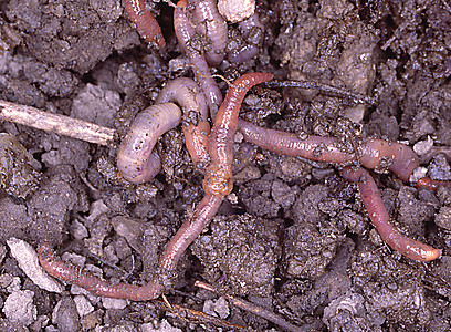 潮湿土壤中的蚯蚓堆肥地球环节蠕虫分解者动物棕色图片