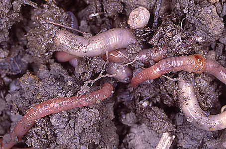潮湿土壤中的蚯蚓环节地球蠕虫分解者堆肥棕色动物图片