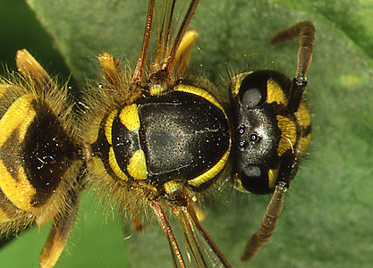 黄蜂头和有感觉和复合眼睛的身体绿色警示捕食者触角昆虫松树口器翅目黄色图片