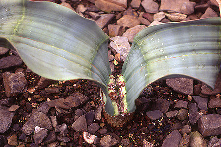 非洲沙漠植物及其两叶叶热恋绿色棕色条纹双叶多肉植物图片