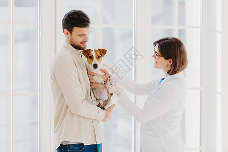 兽医女人去检查病狗的侧身镜头 杰克罗素梗犬和他的主人来到兽医诊所 需要帮助来治愈疾病 站在窗边 照顾动物图片