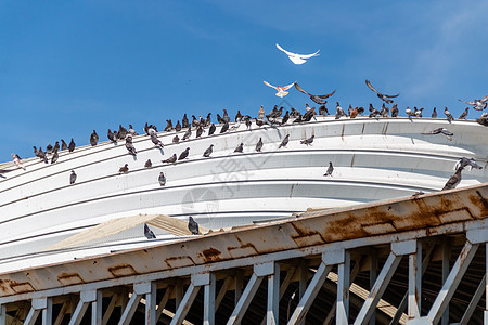 海鸥 白金属屋顶上的鸽子 回收厂 波多德佐奇亚卡飞行水鸟天空饲料栖息地白鸟鸟类羽毛热带乐队图片